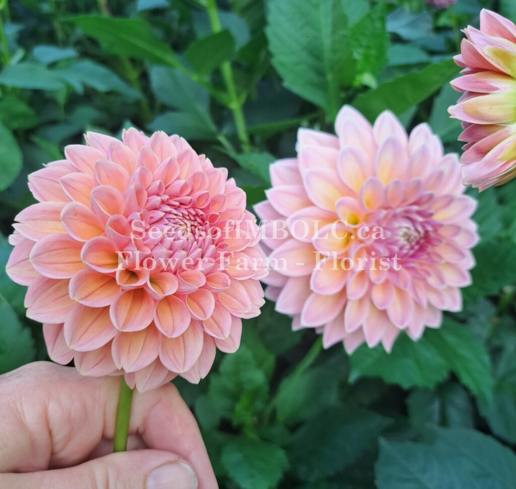 Castle Drive Dahlia