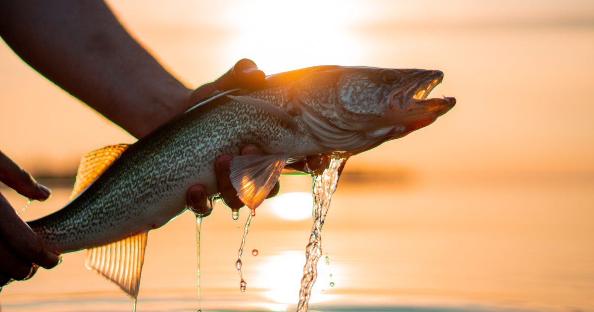 Drive Fishing