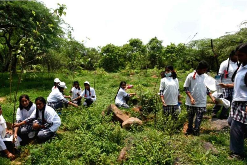 How to Organize a Successful Plantation Drive: Transform Your Community with Trees